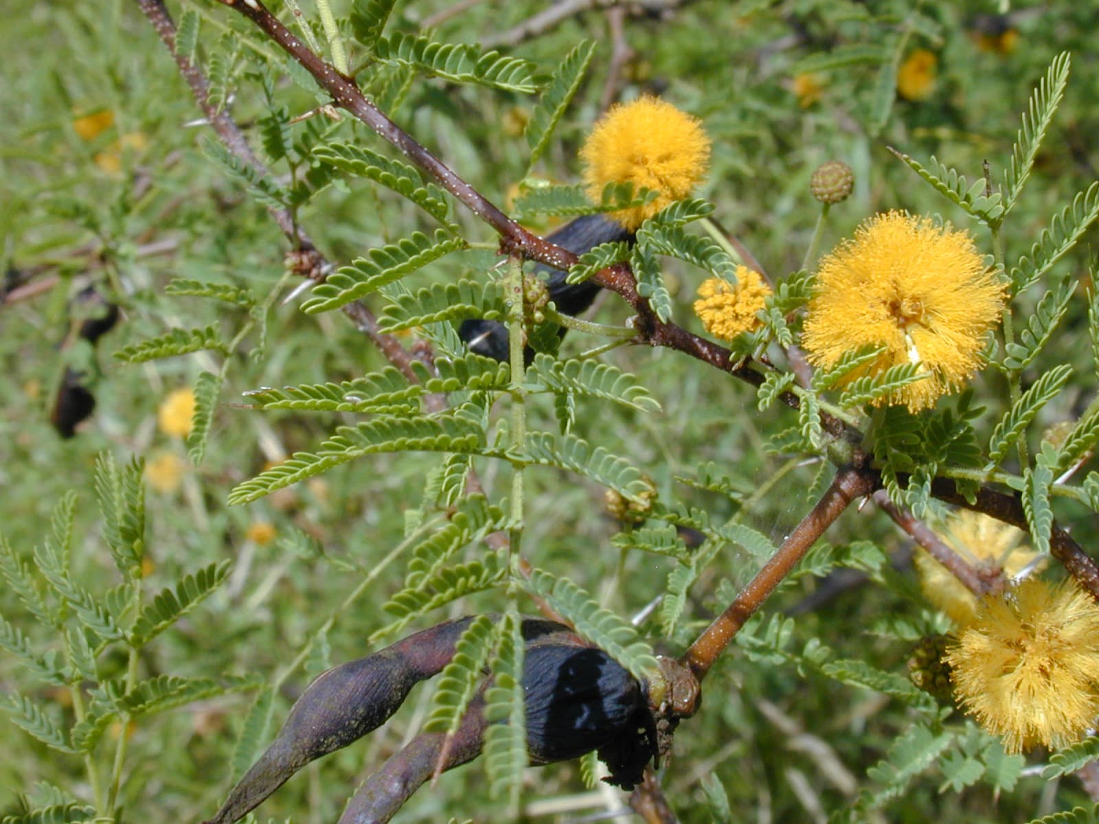 Sweet Acacia