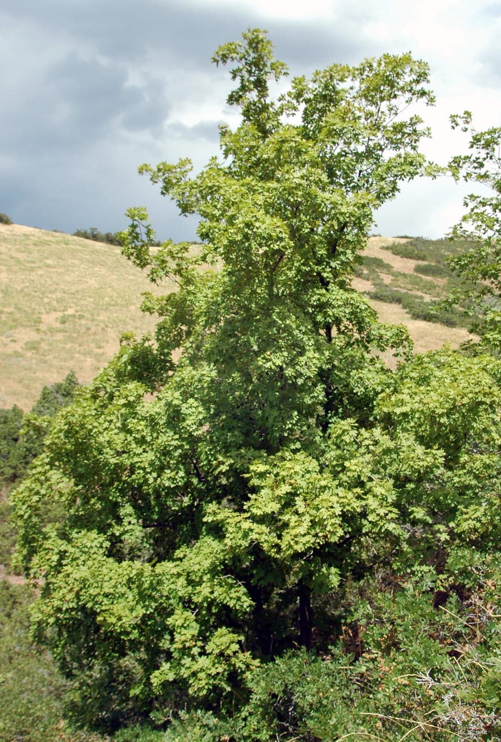 Bigtooth Maple