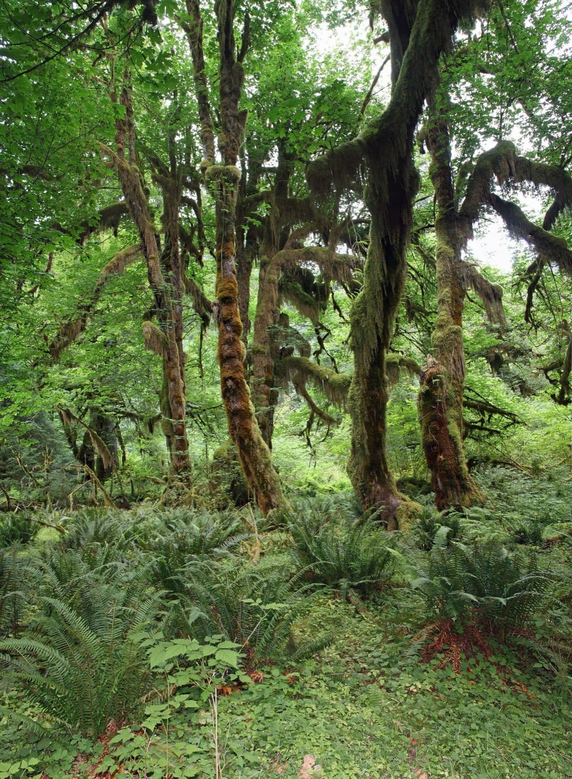 Bigleaf Maple (Acer macrophyllum)