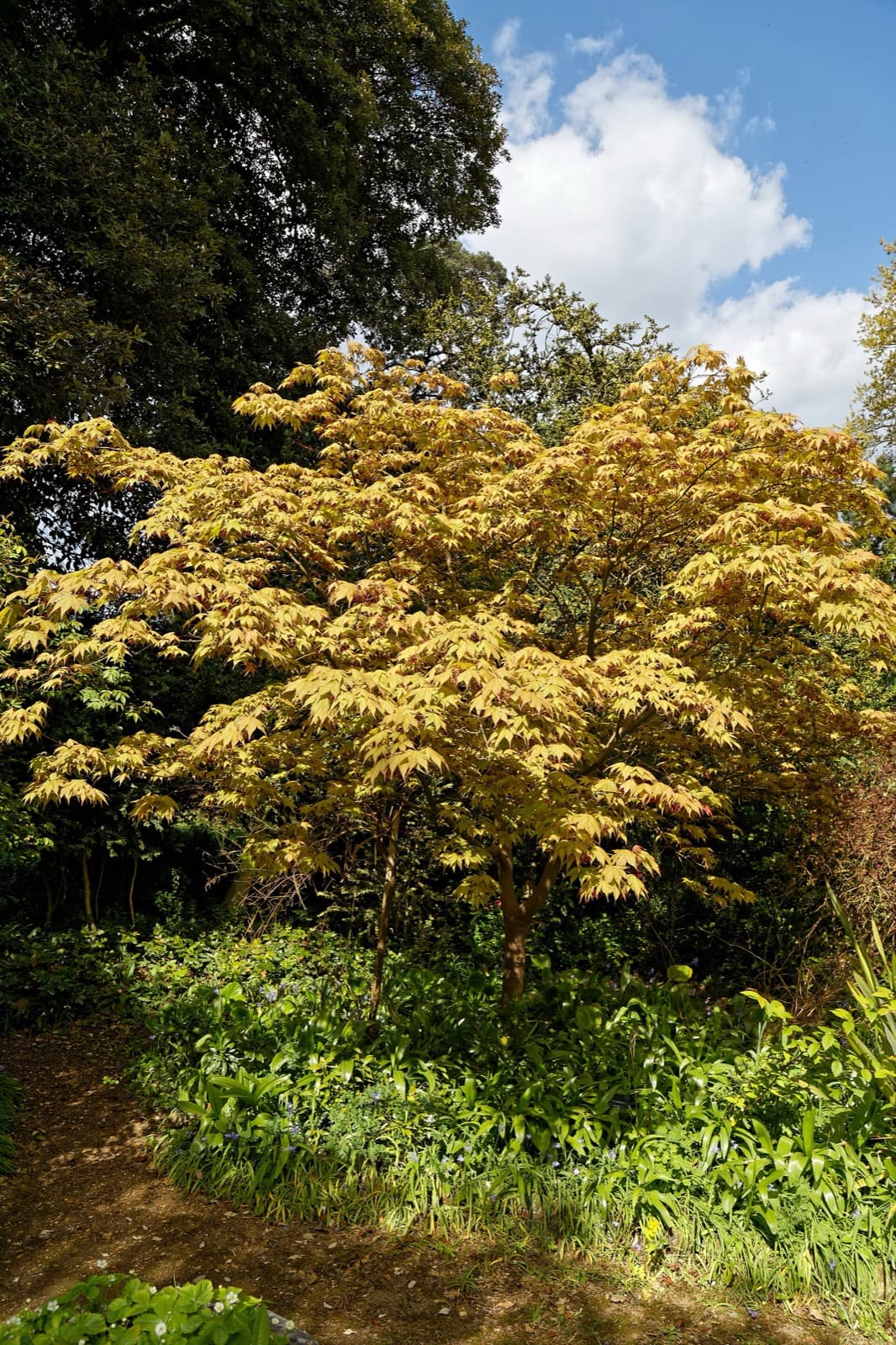 Japanese Maple