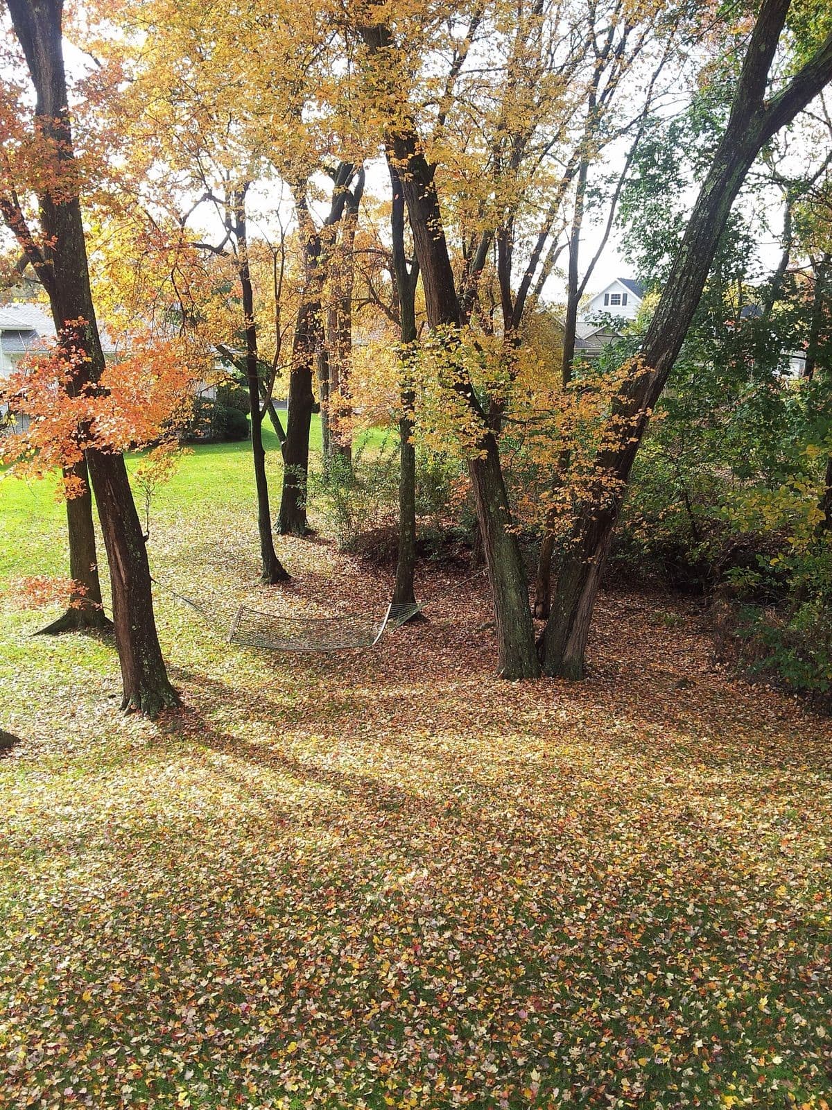 Red Maple