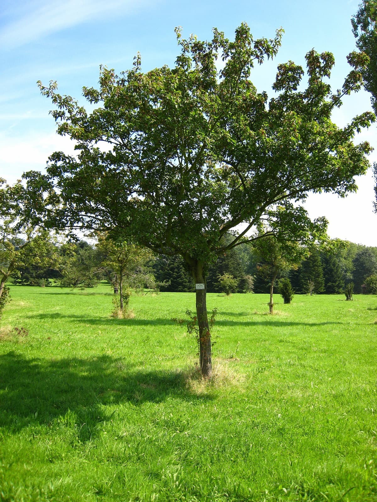Amur Maple