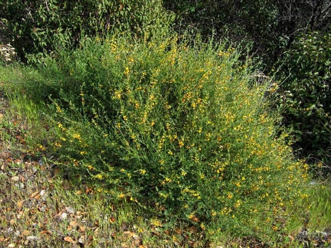 Deerweed