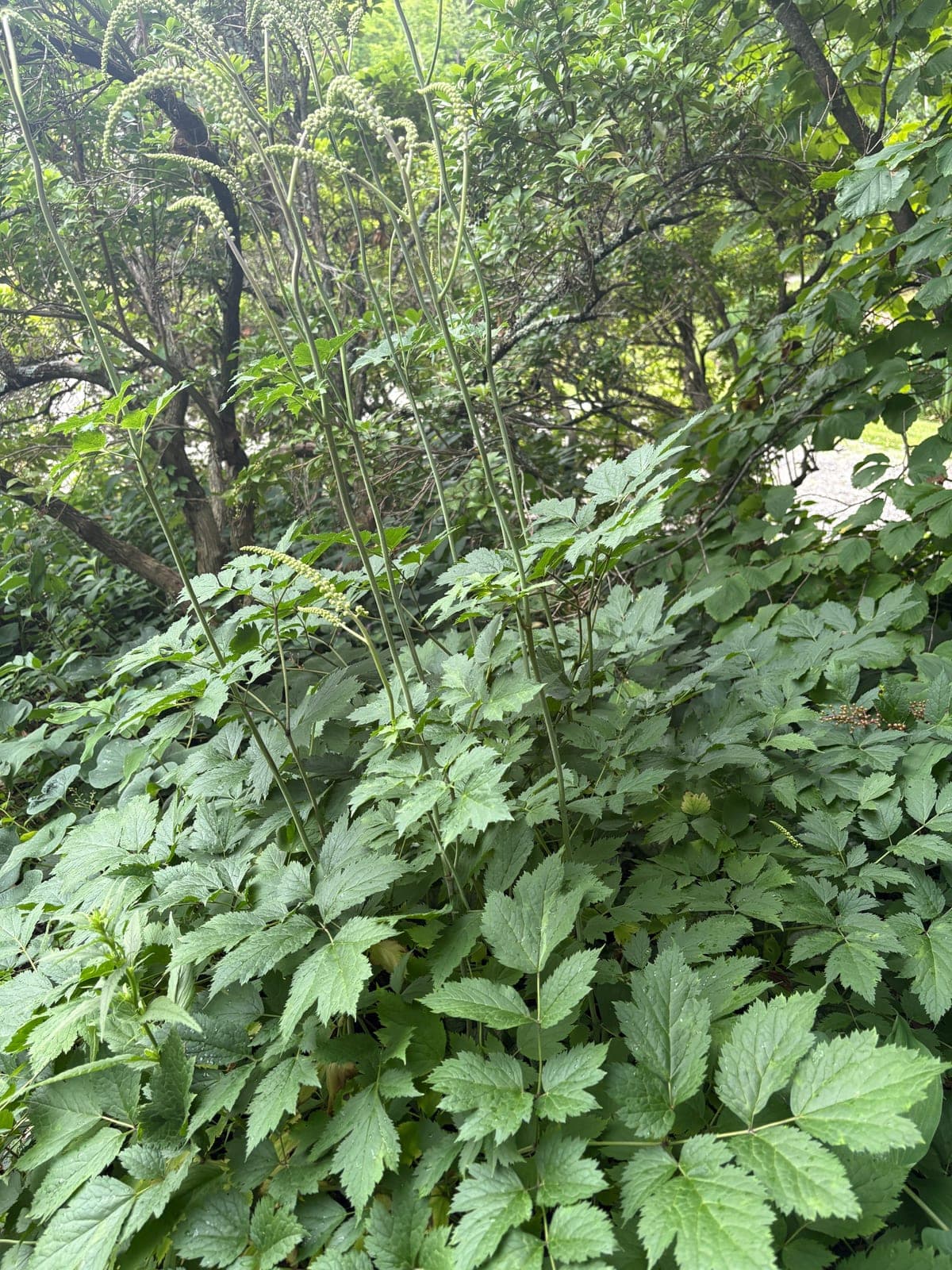 Black Cohosh