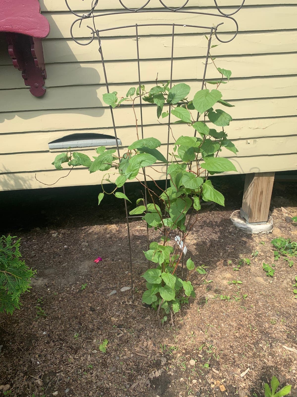 Hardy Kiwi