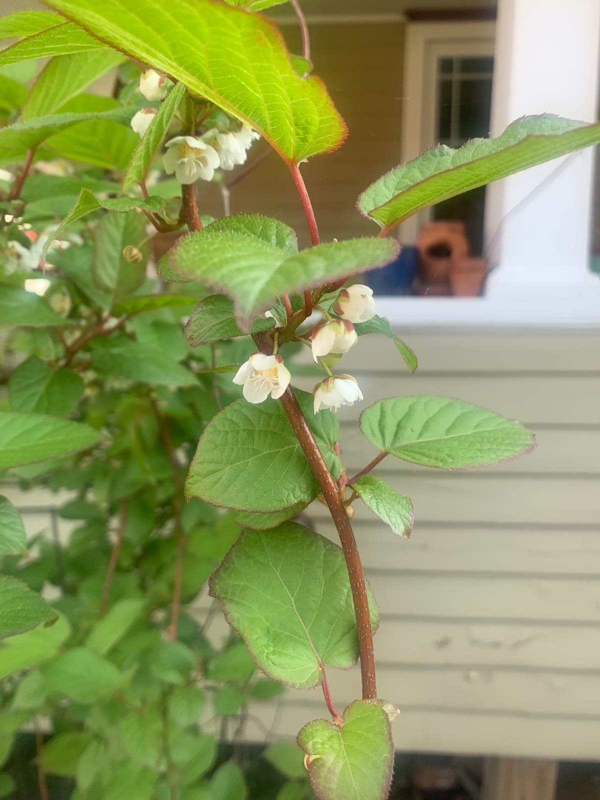Hardy Kiwi