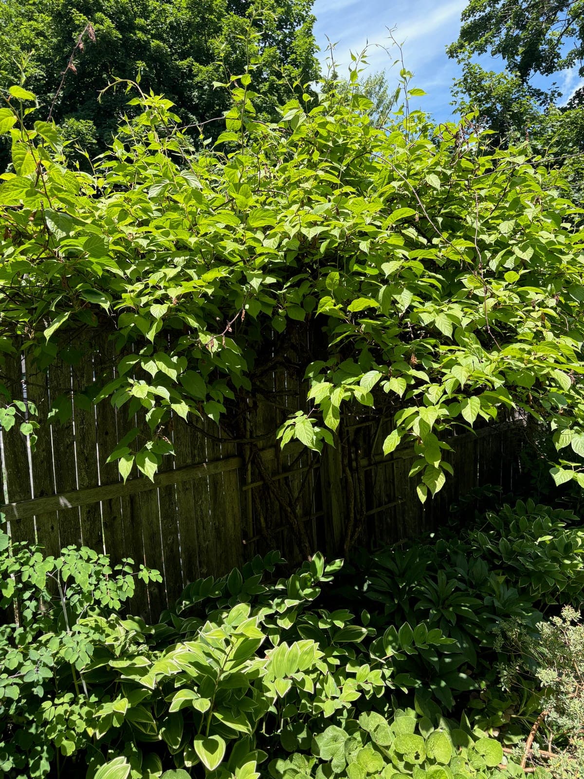 Hardy Kiwi