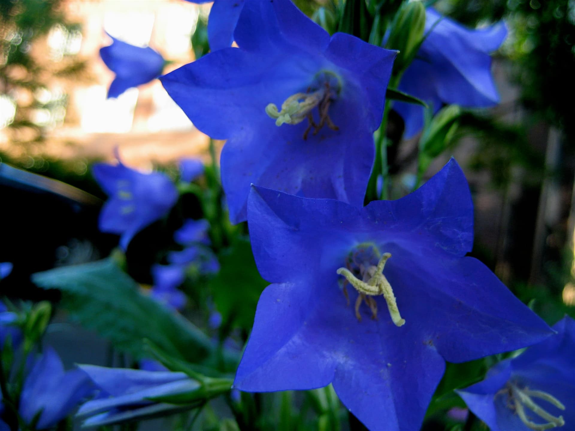 Takeda Ladybells