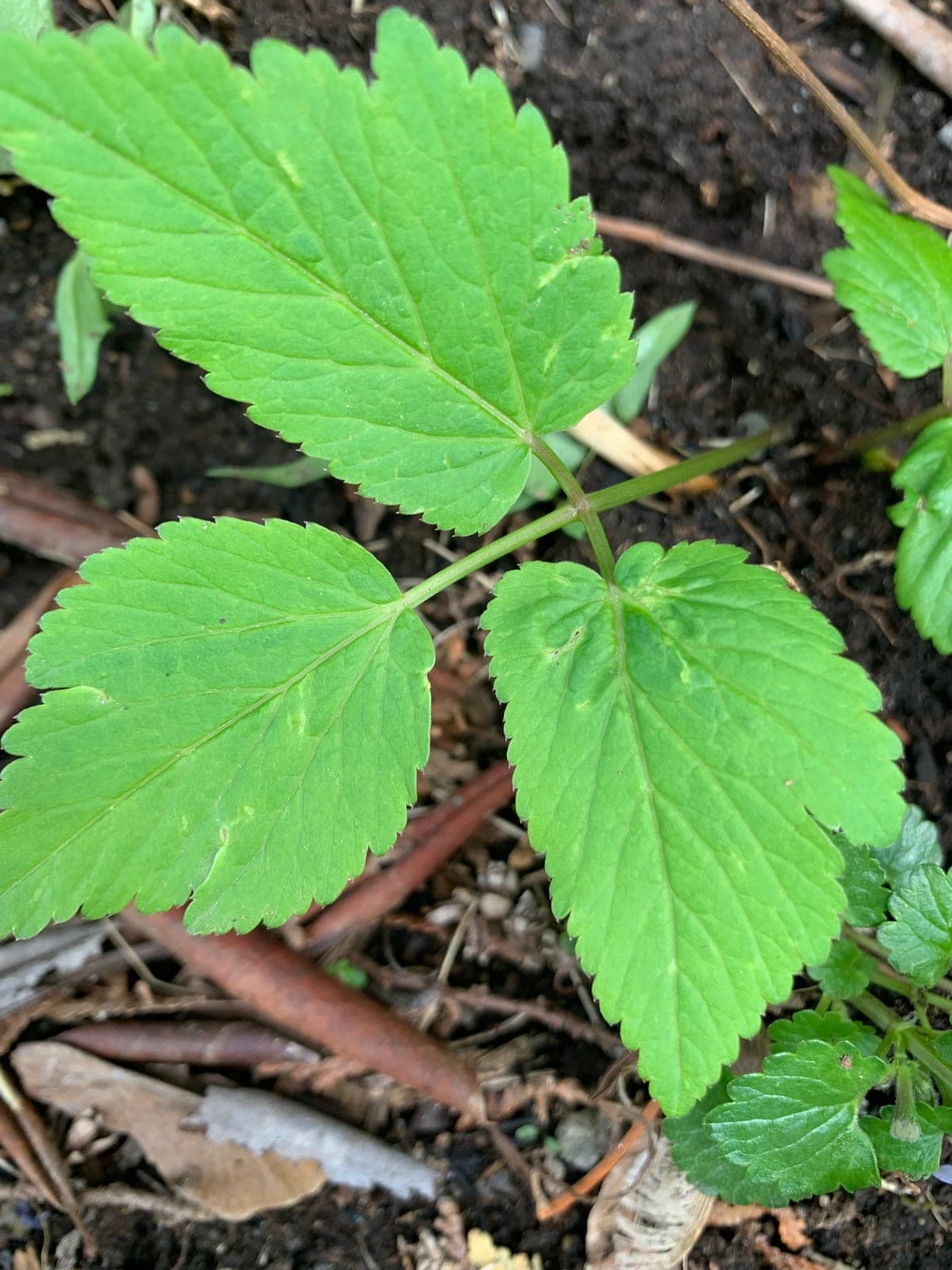 Ground Elder