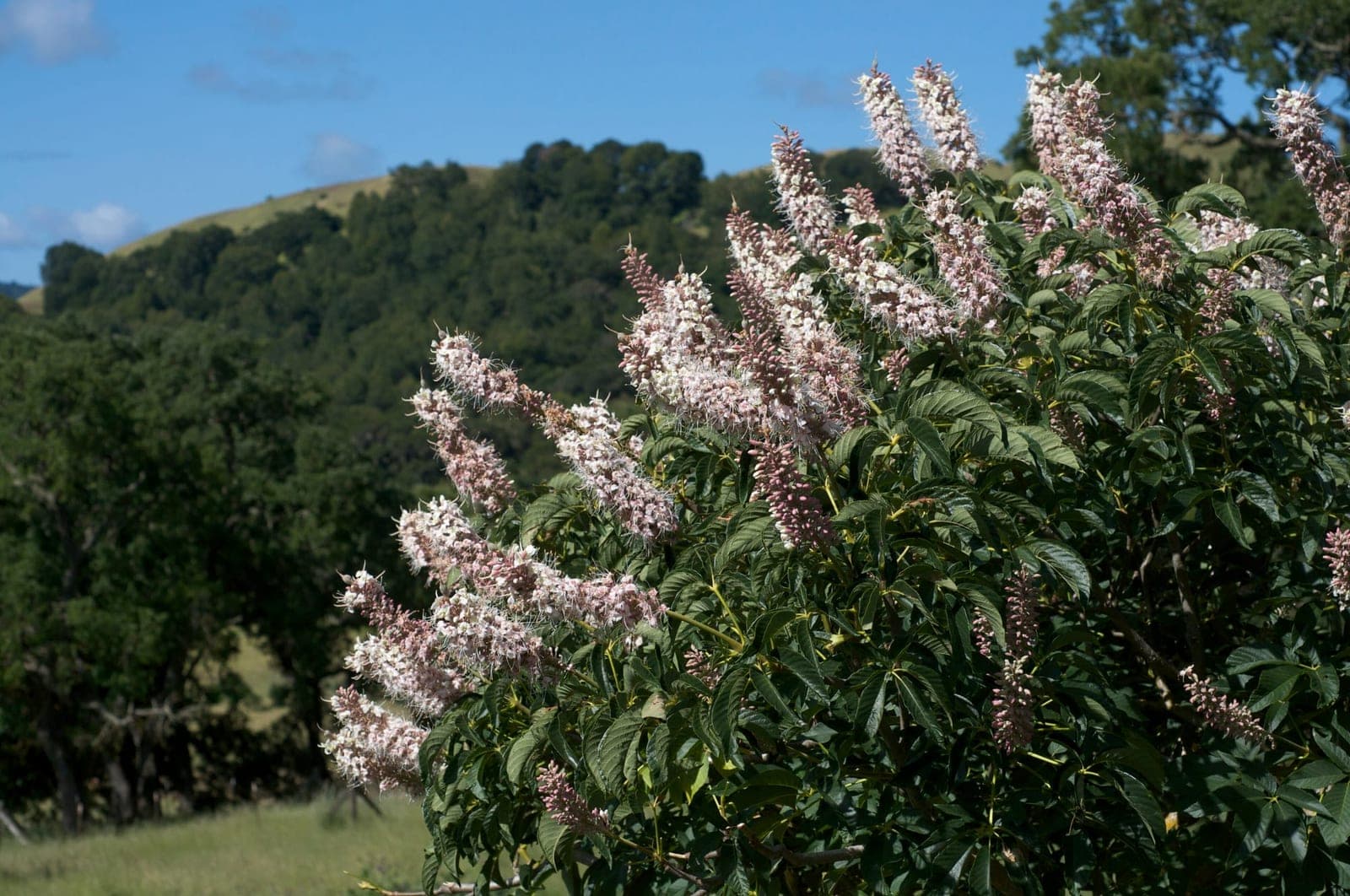 California Buckeye