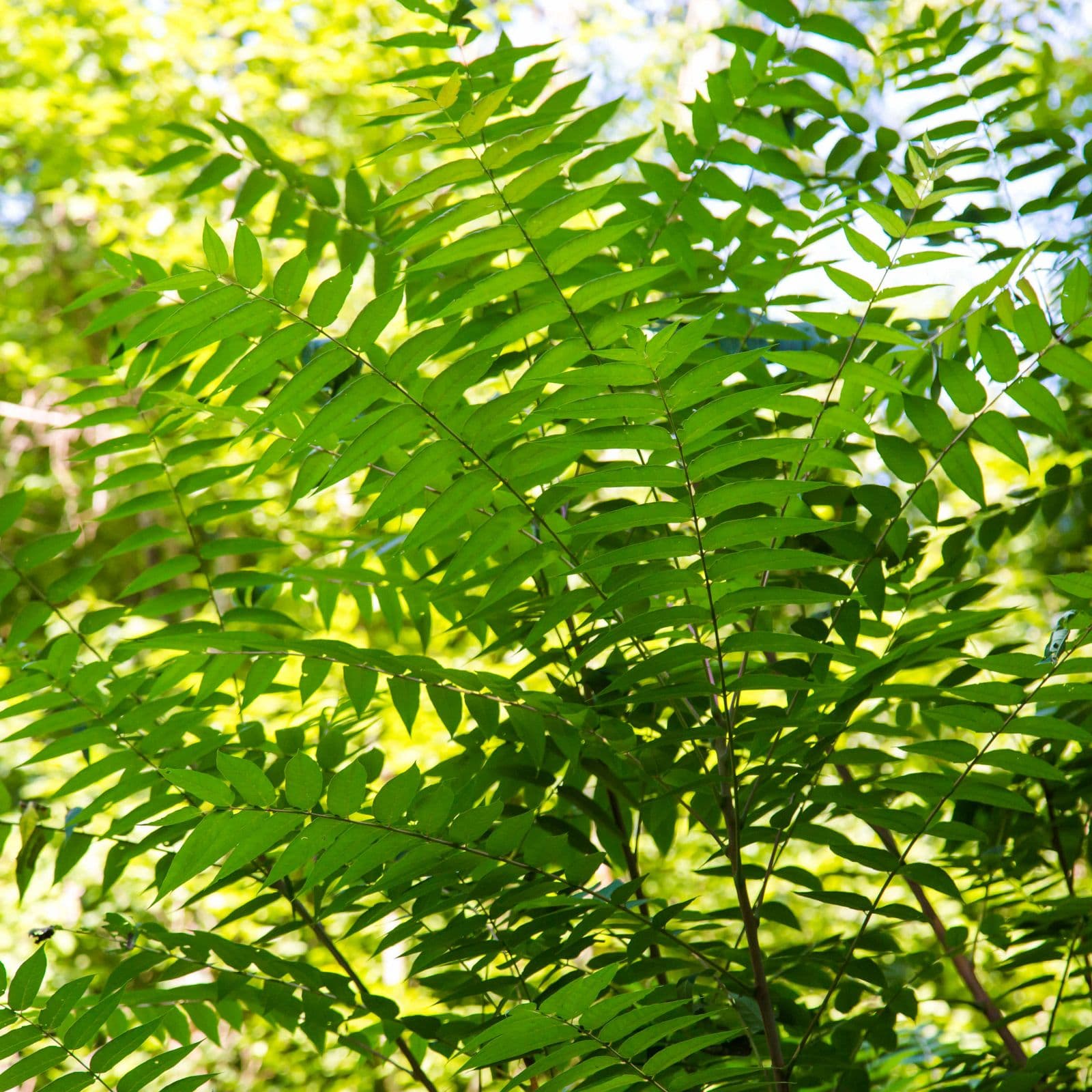 Tree of Heaven