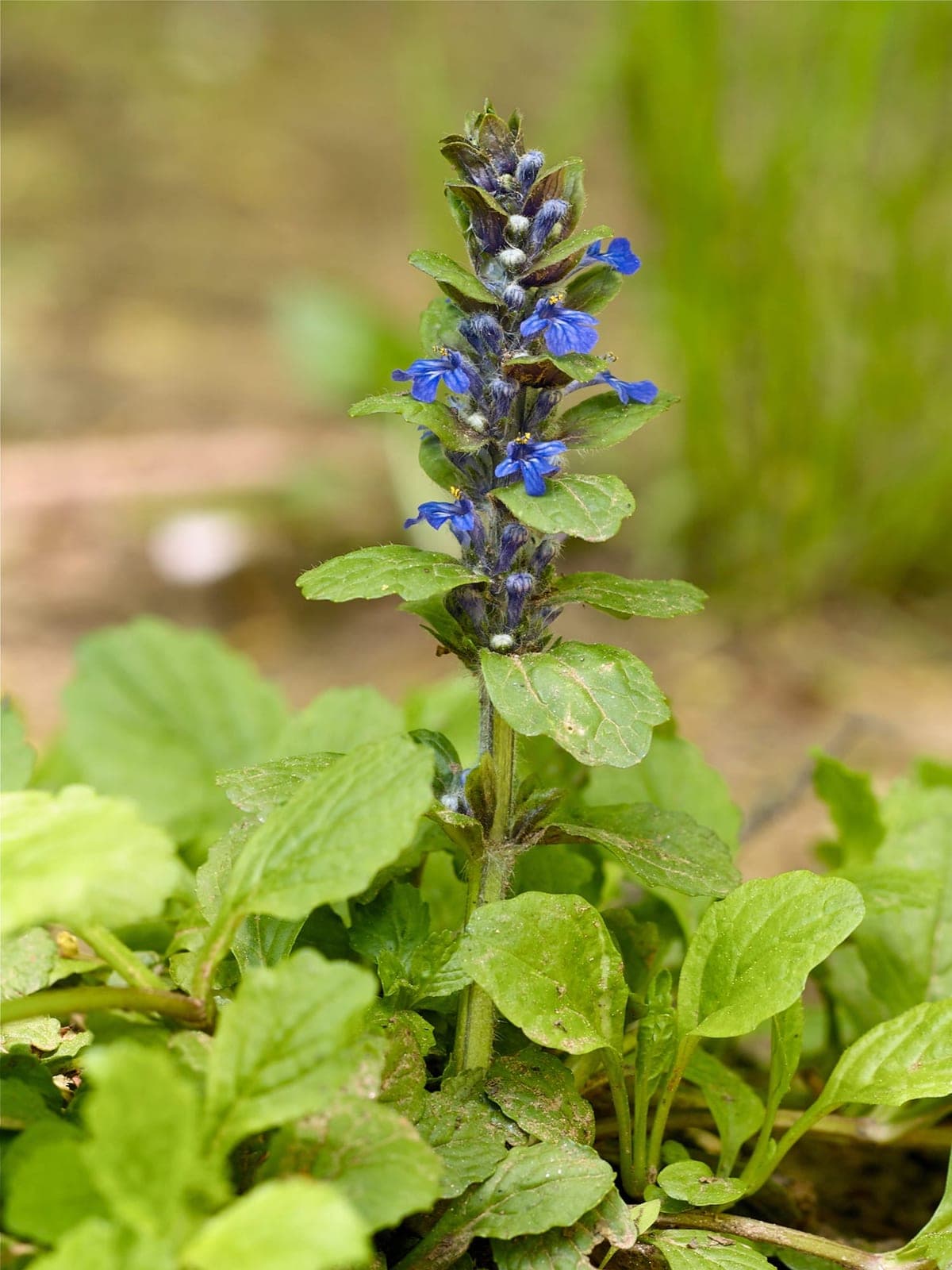 Black Scallop Bugleweed