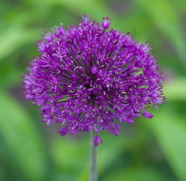 Persian Onion