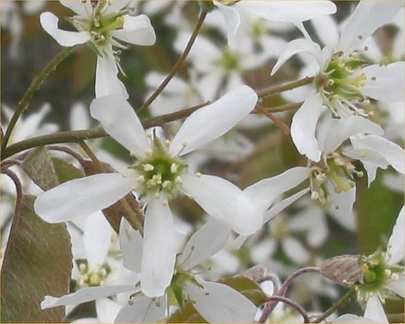 Serviceberry