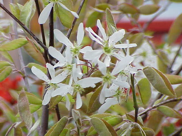Cusick's Serviceberry