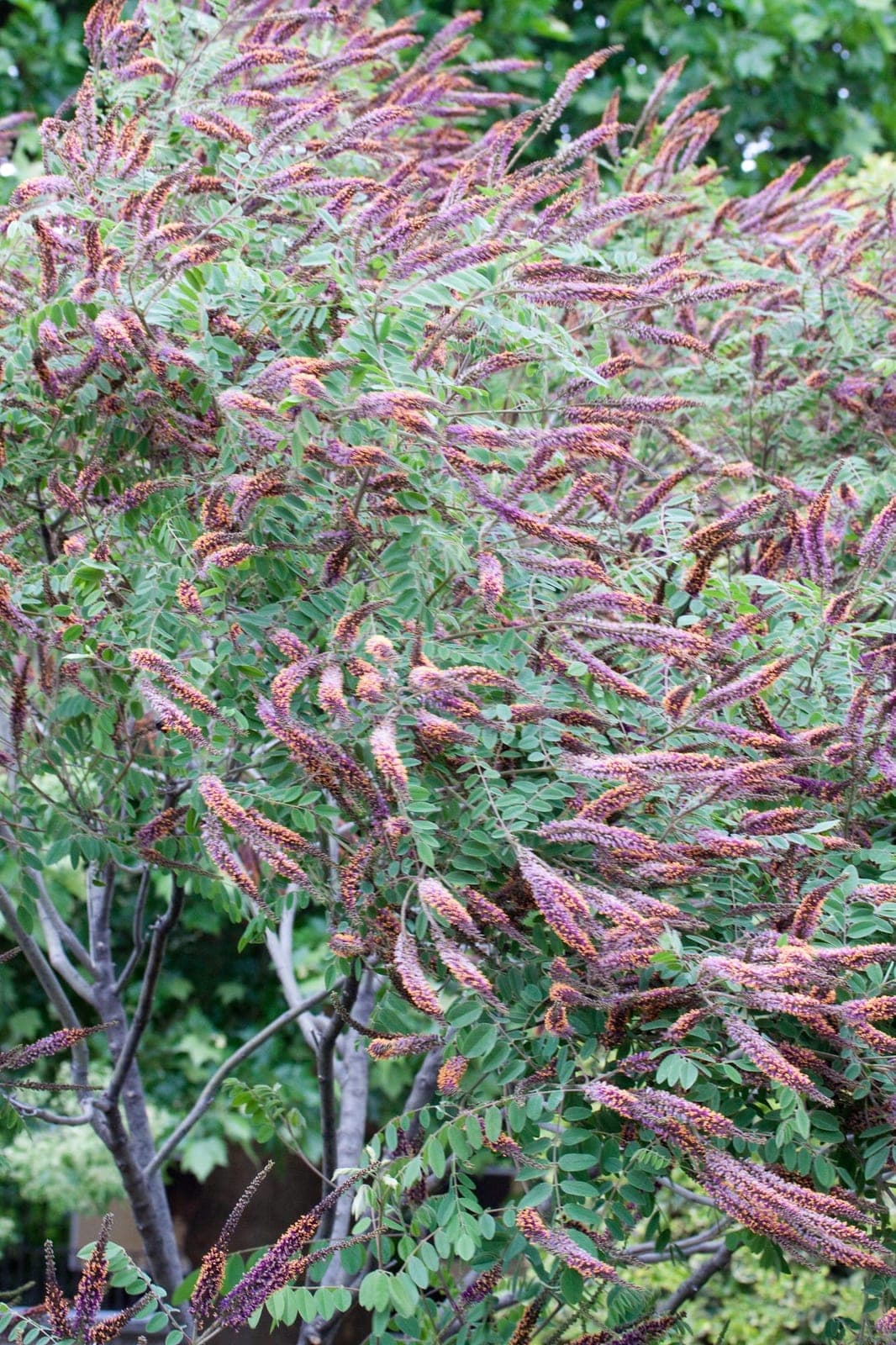 Leadplant
