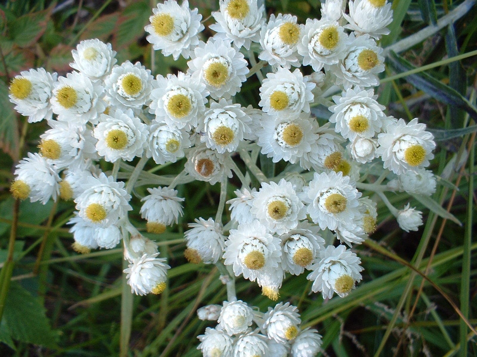 Pearly Everlasting (Anaphalis margaritacea)