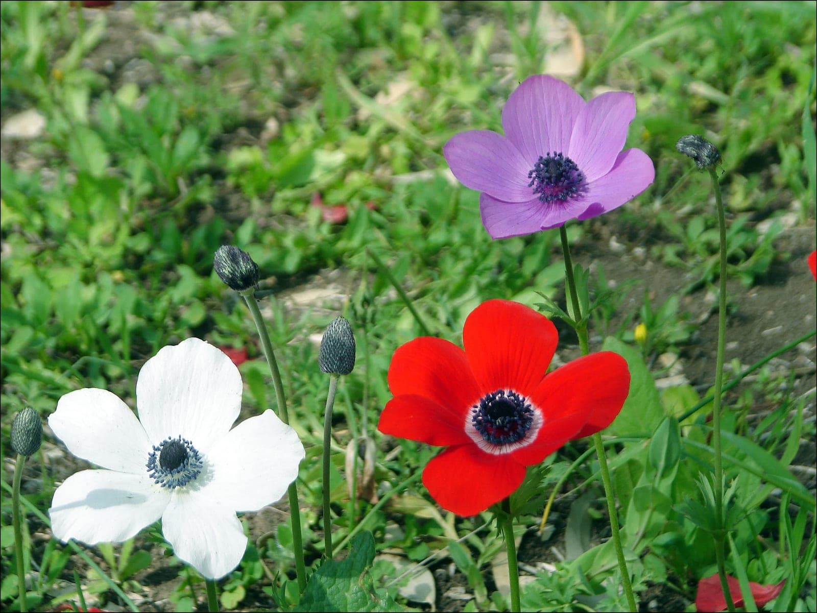 Peony Anemone 'Red & White'