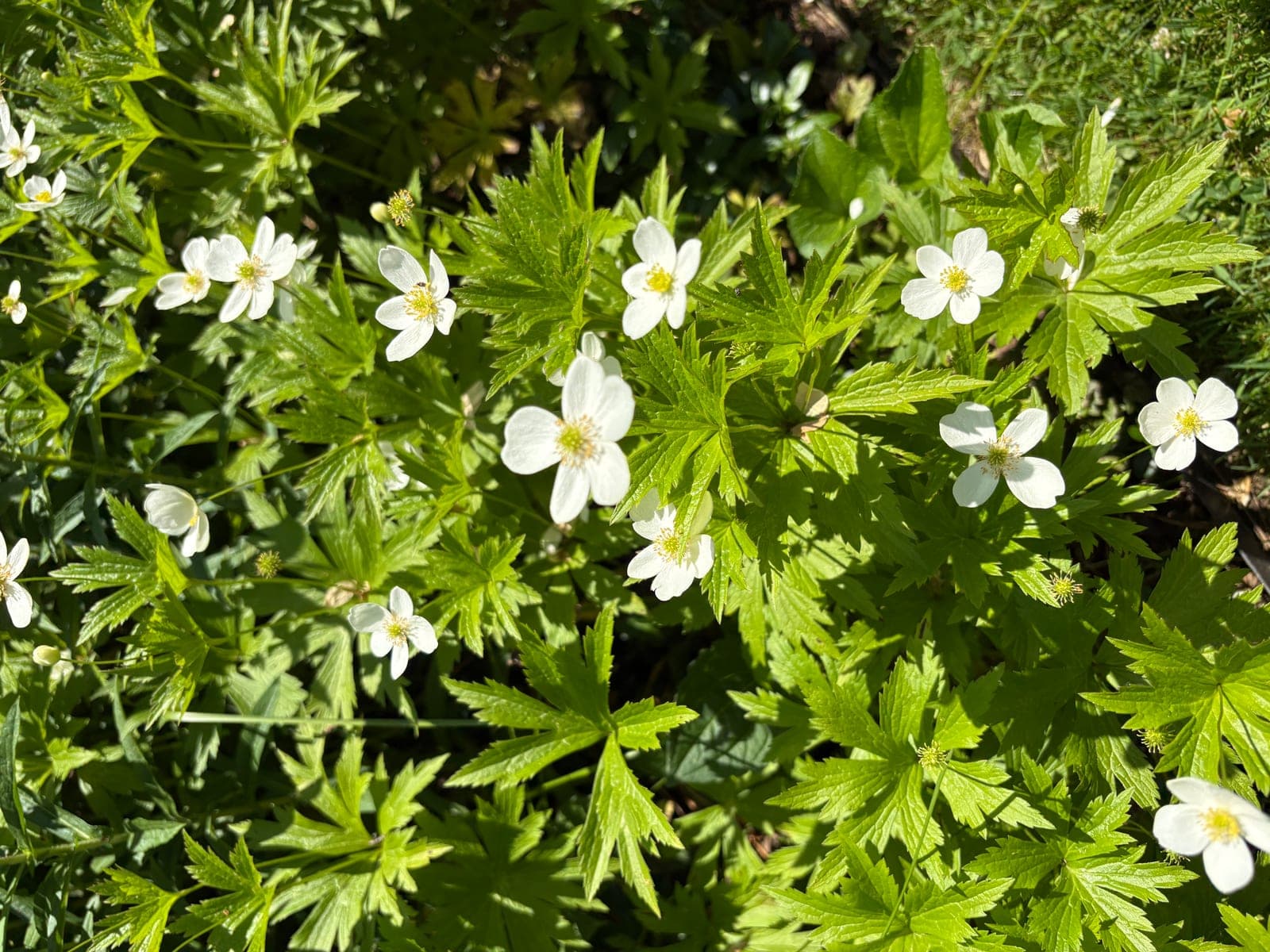 Autumn Anemone