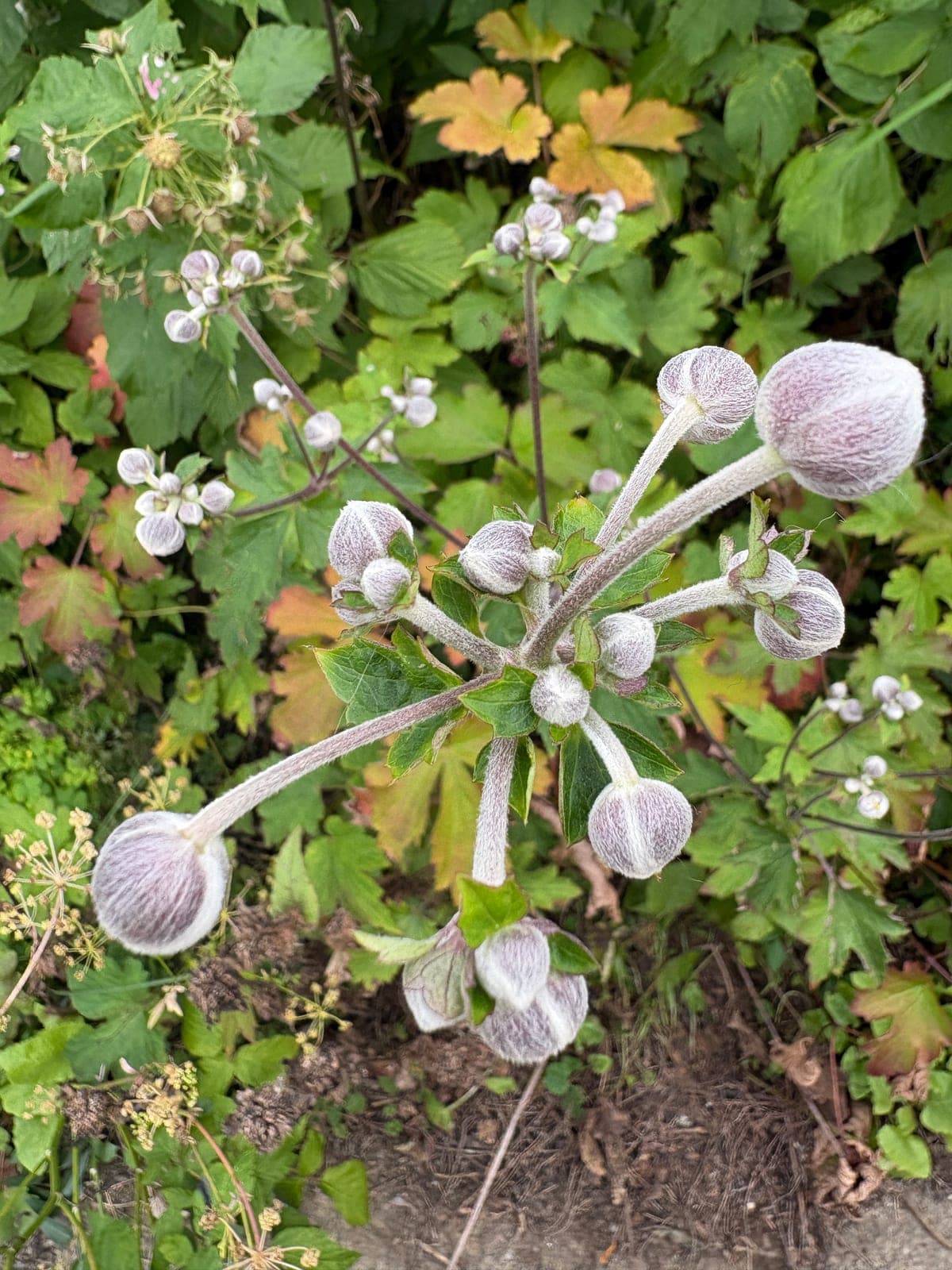 Grapeleaf Anemone