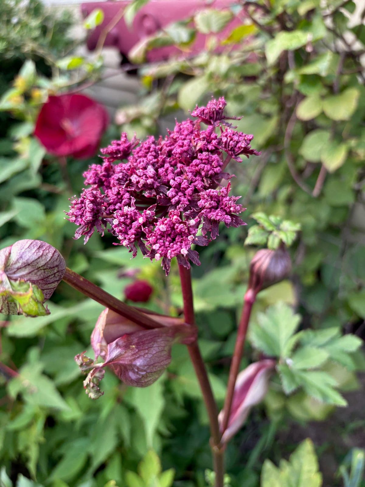Korean Angelica