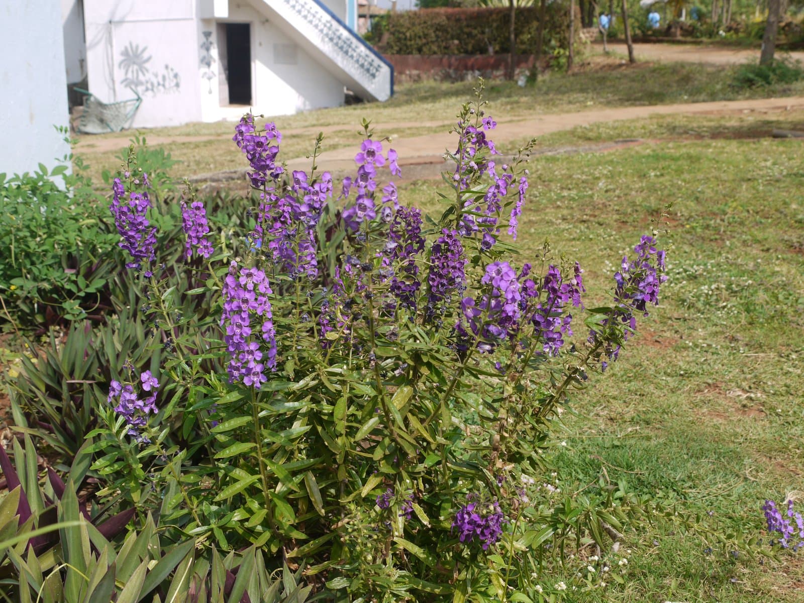 Angelonia
