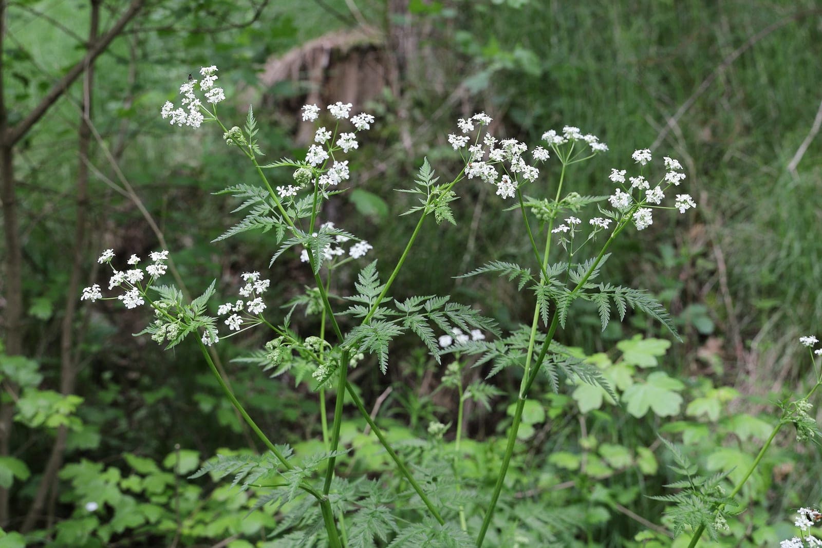 Cow Parsley