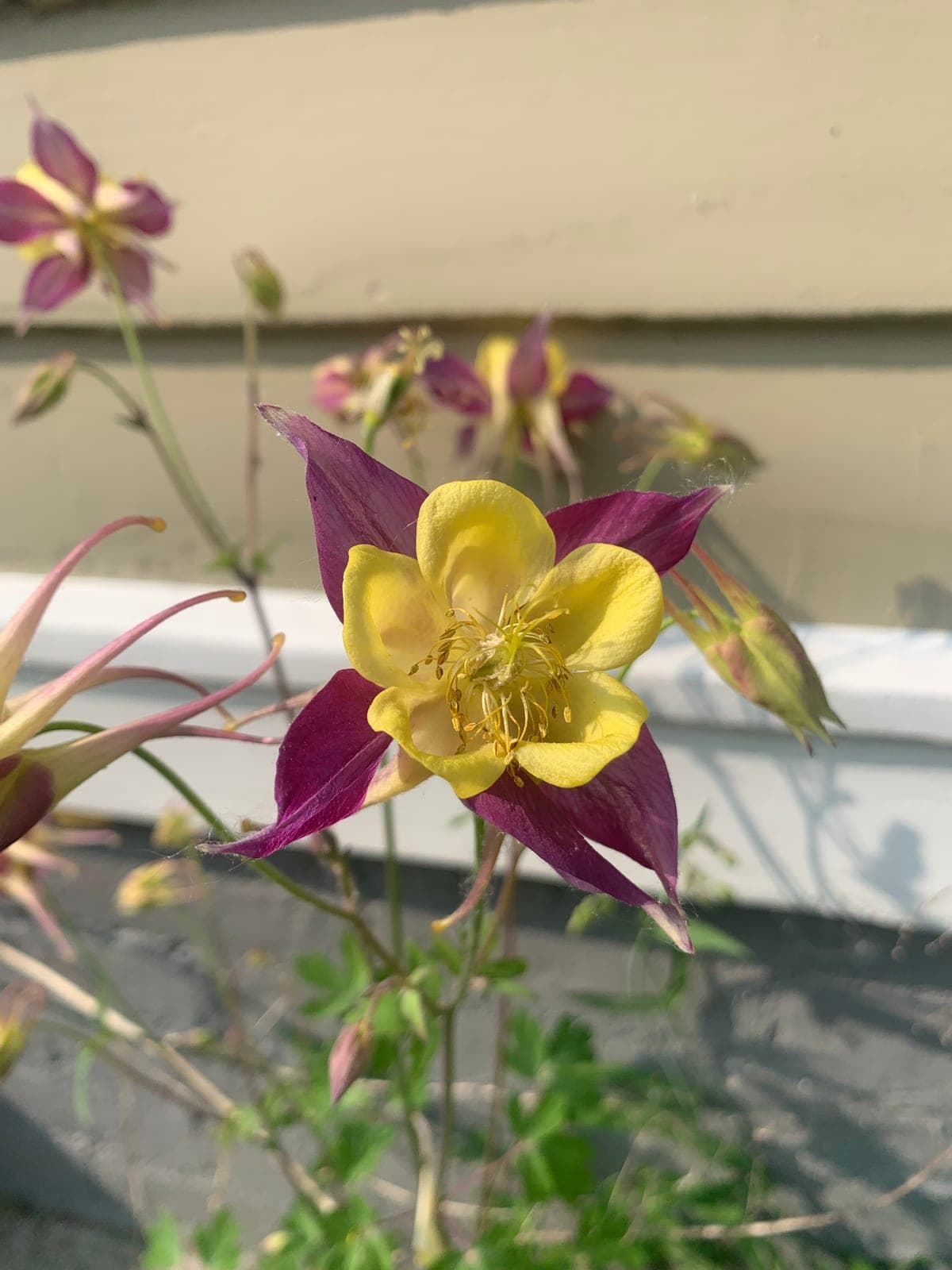 Columbine