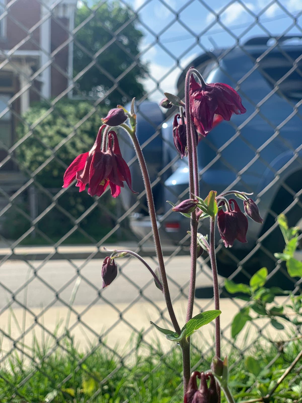 Columbine