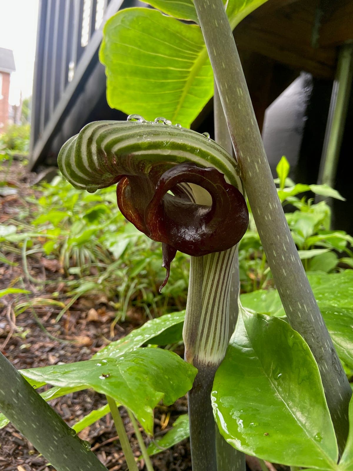 Cobra Lily