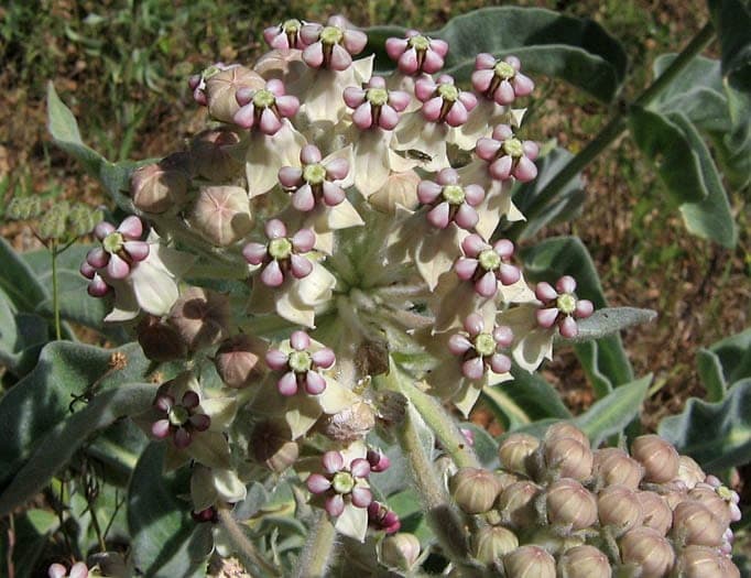 Woolly Milkweed