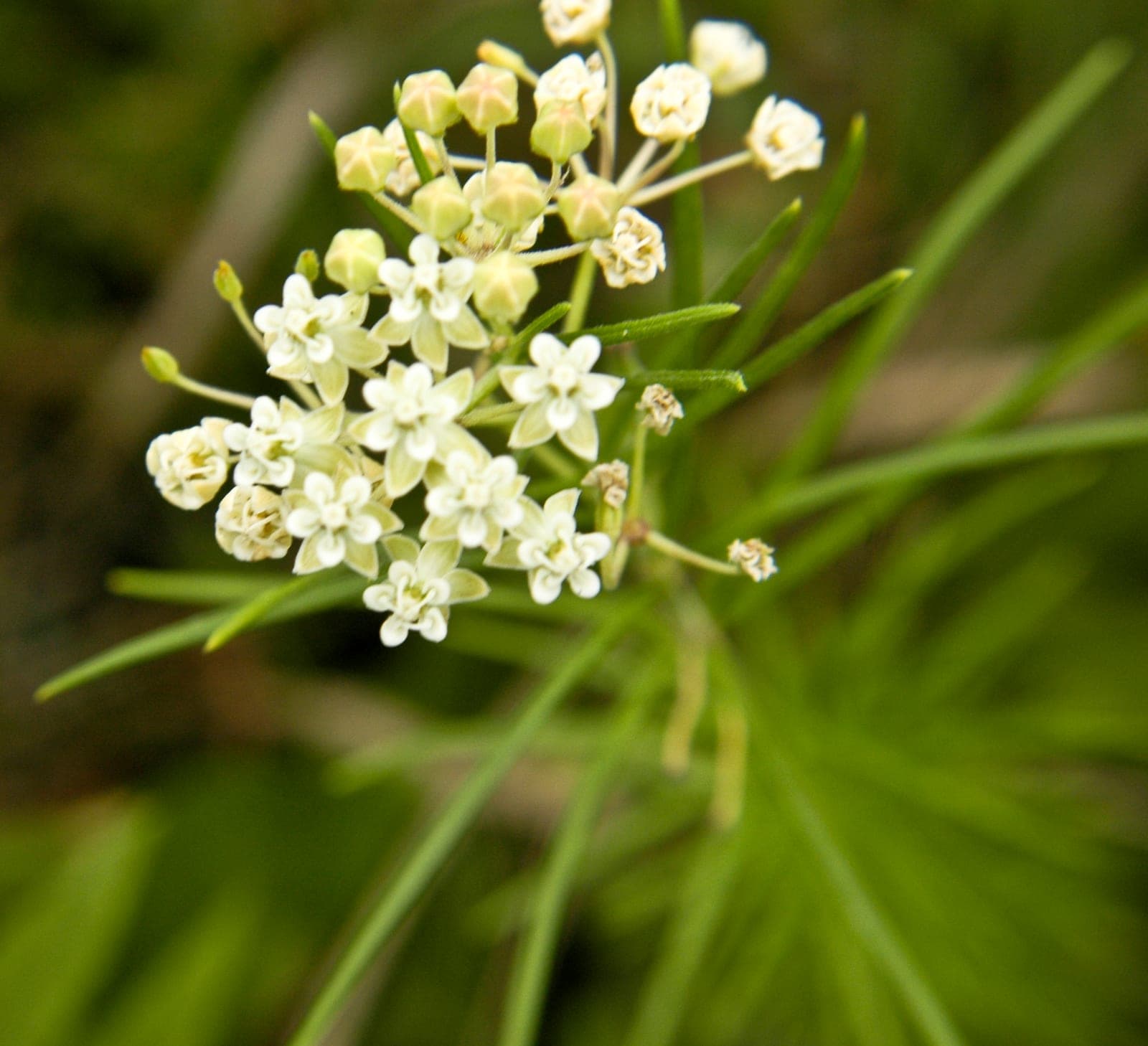 Asclepias Verticillata