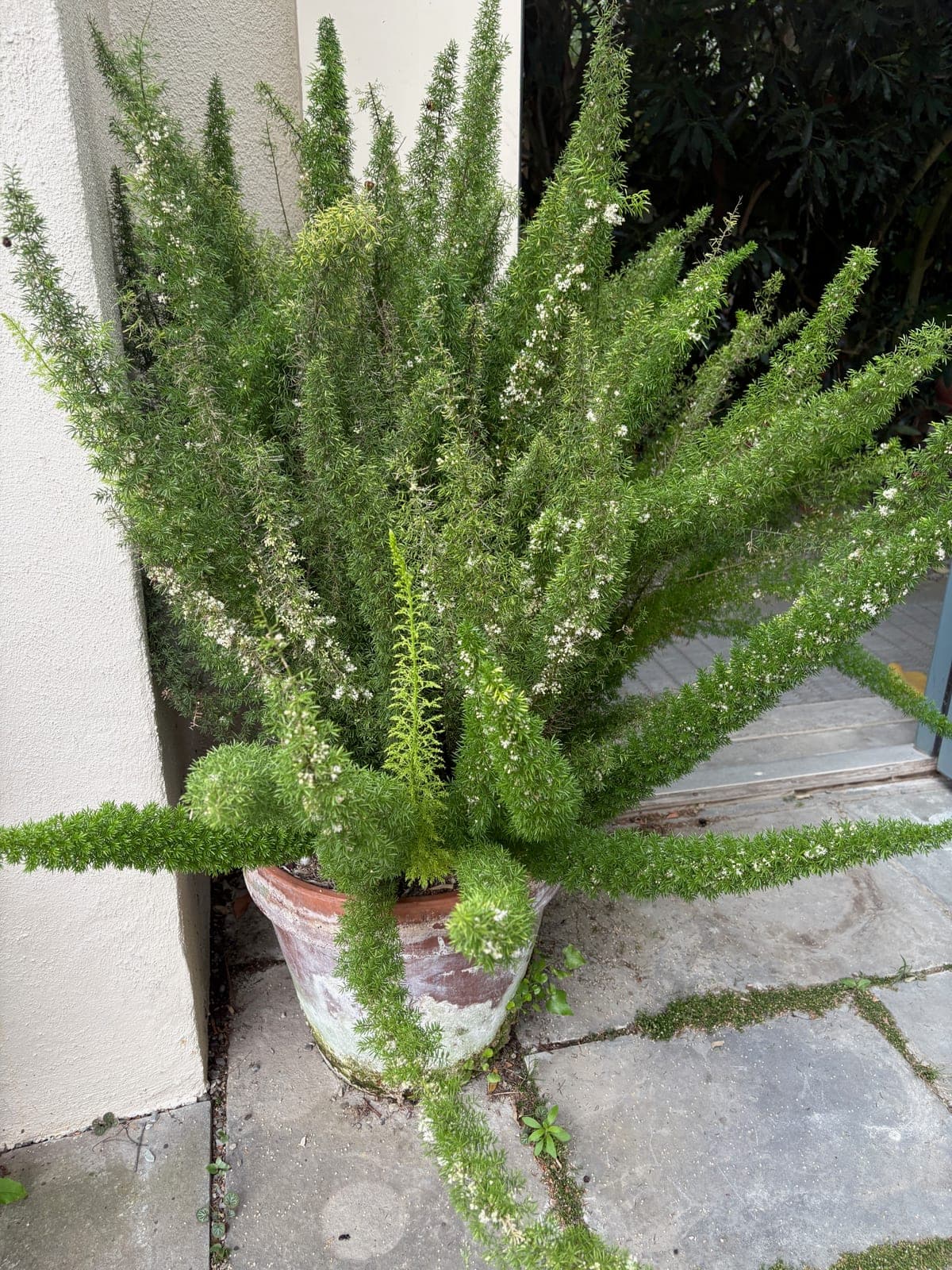 Foxtail Fern