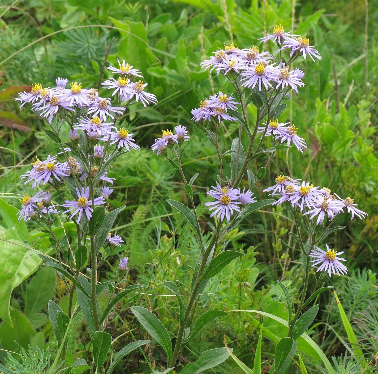 European Michaelmas Daisy