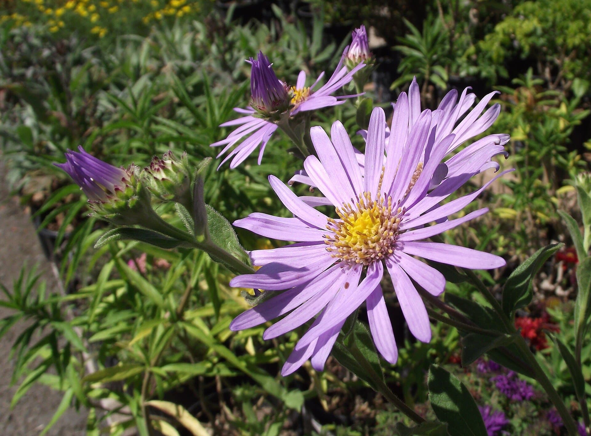 Aster × frikartii 'Mönch'