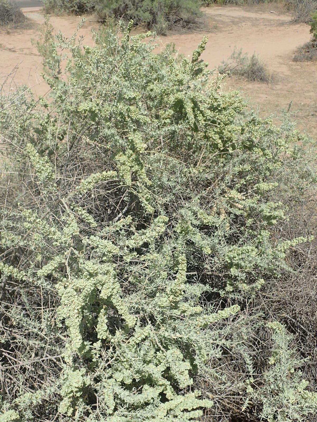 Fourwing Saltbush (Atriplex canescens)