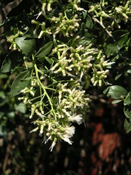 Groundsel Tree (Baccharis halimifolia)