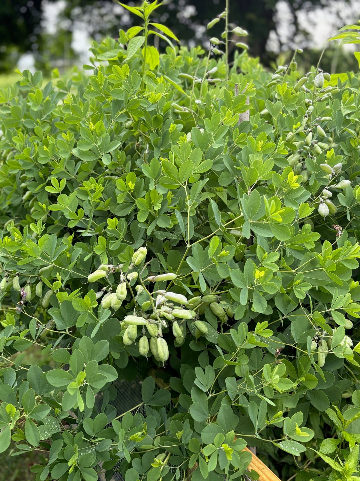 Wild Blue Indigo