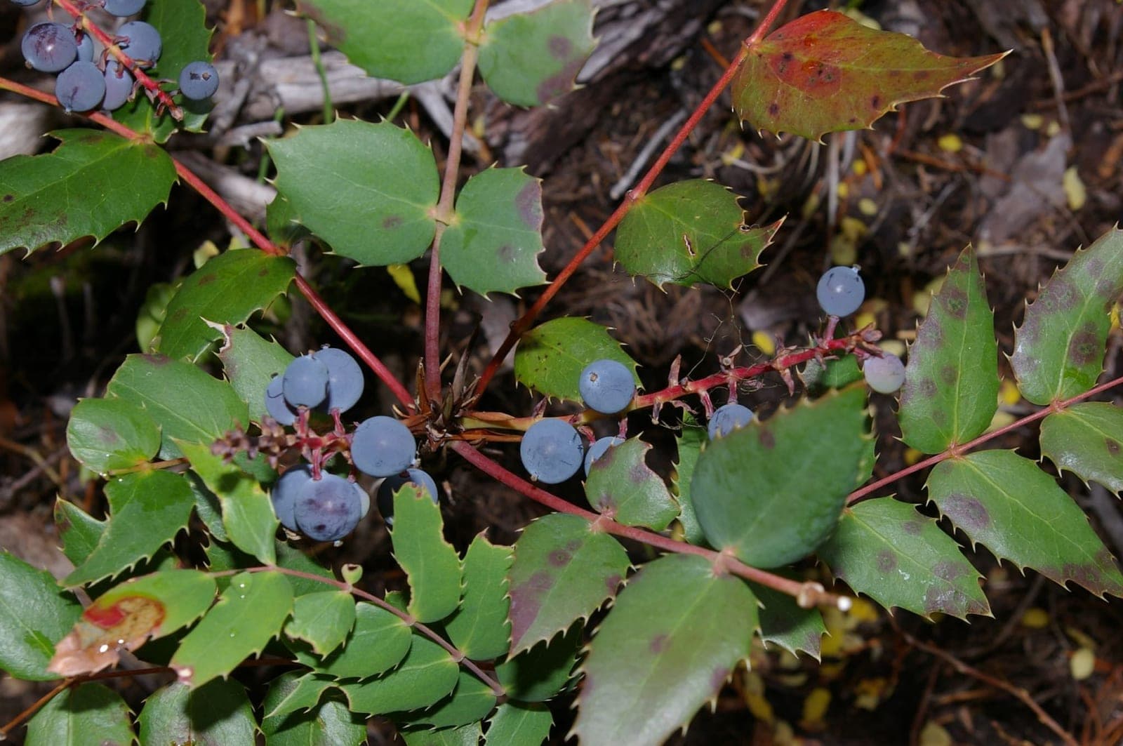 Cascade Oregon Grape (Berberis nervosa)