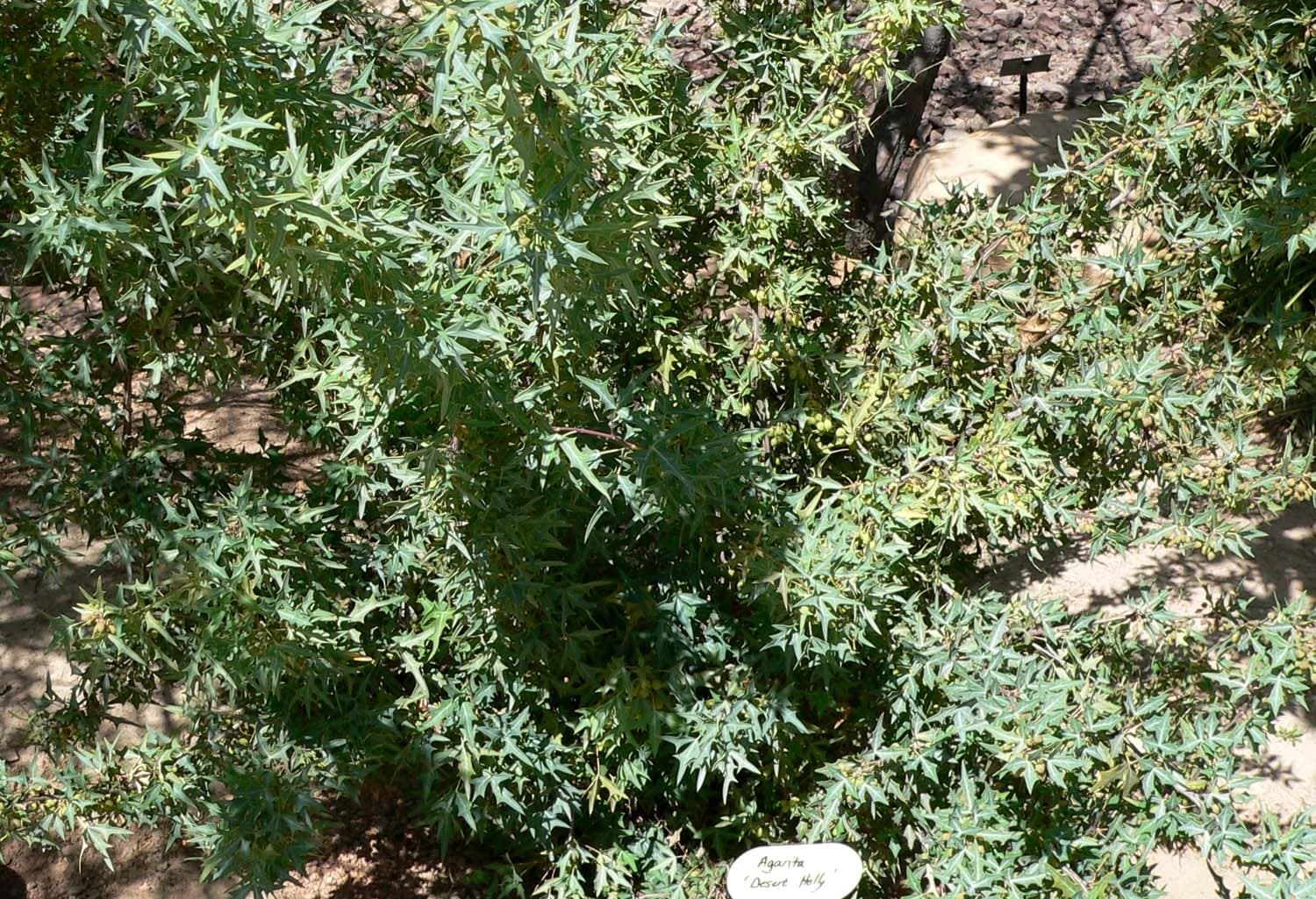 Agarita