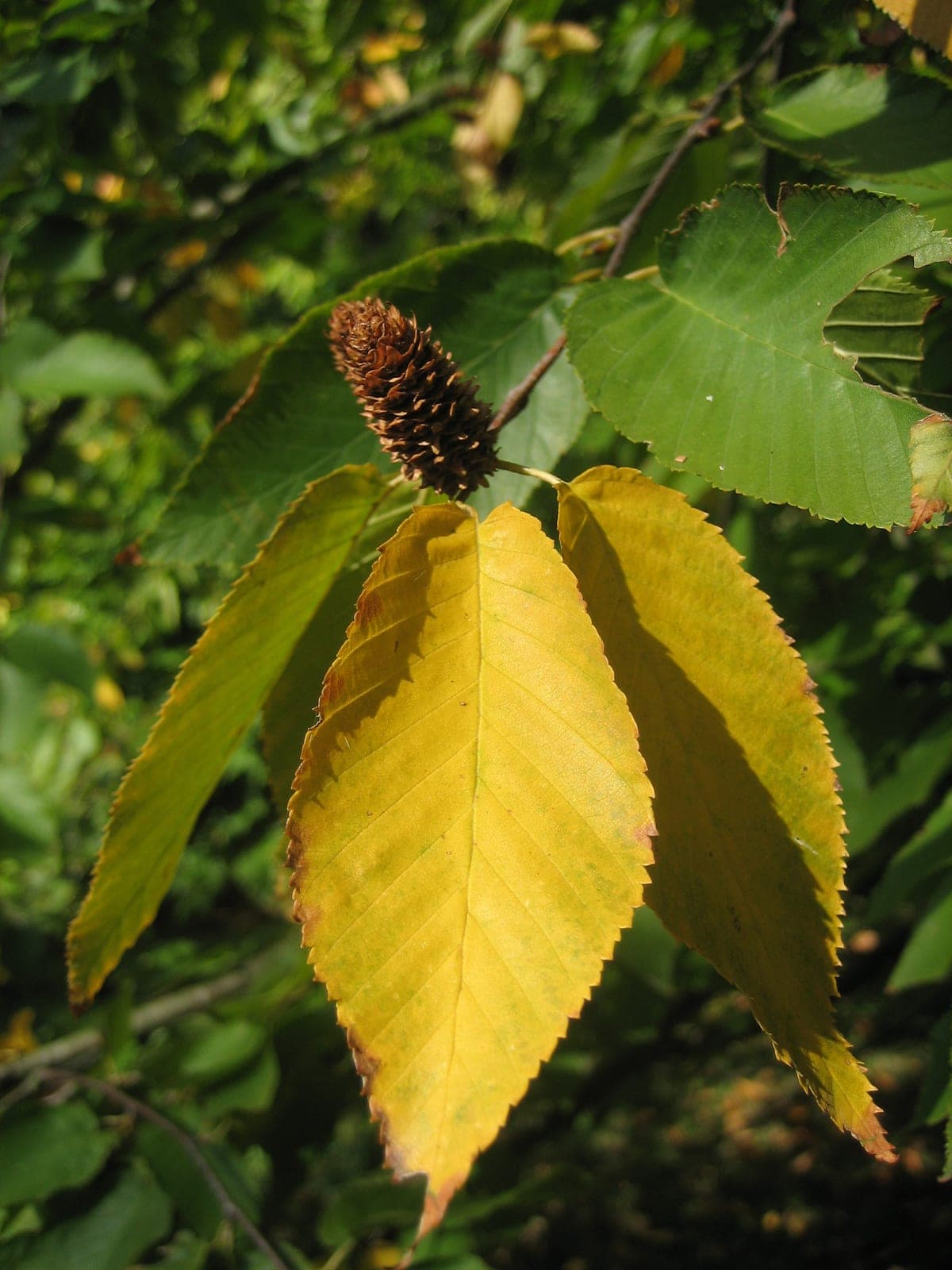 Sweet Birch