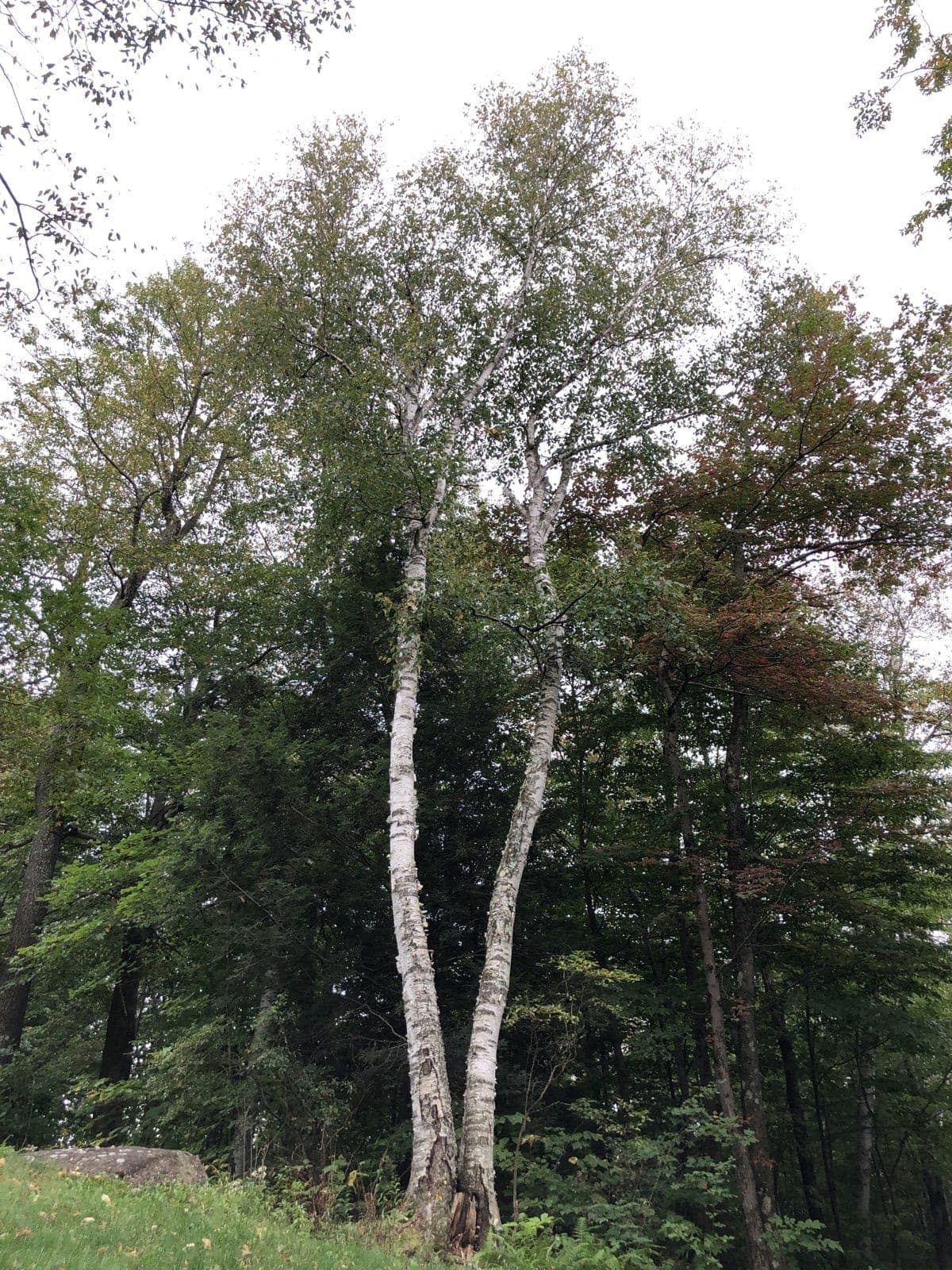 Alaska Paper Birch (Betula neoalaskana)
