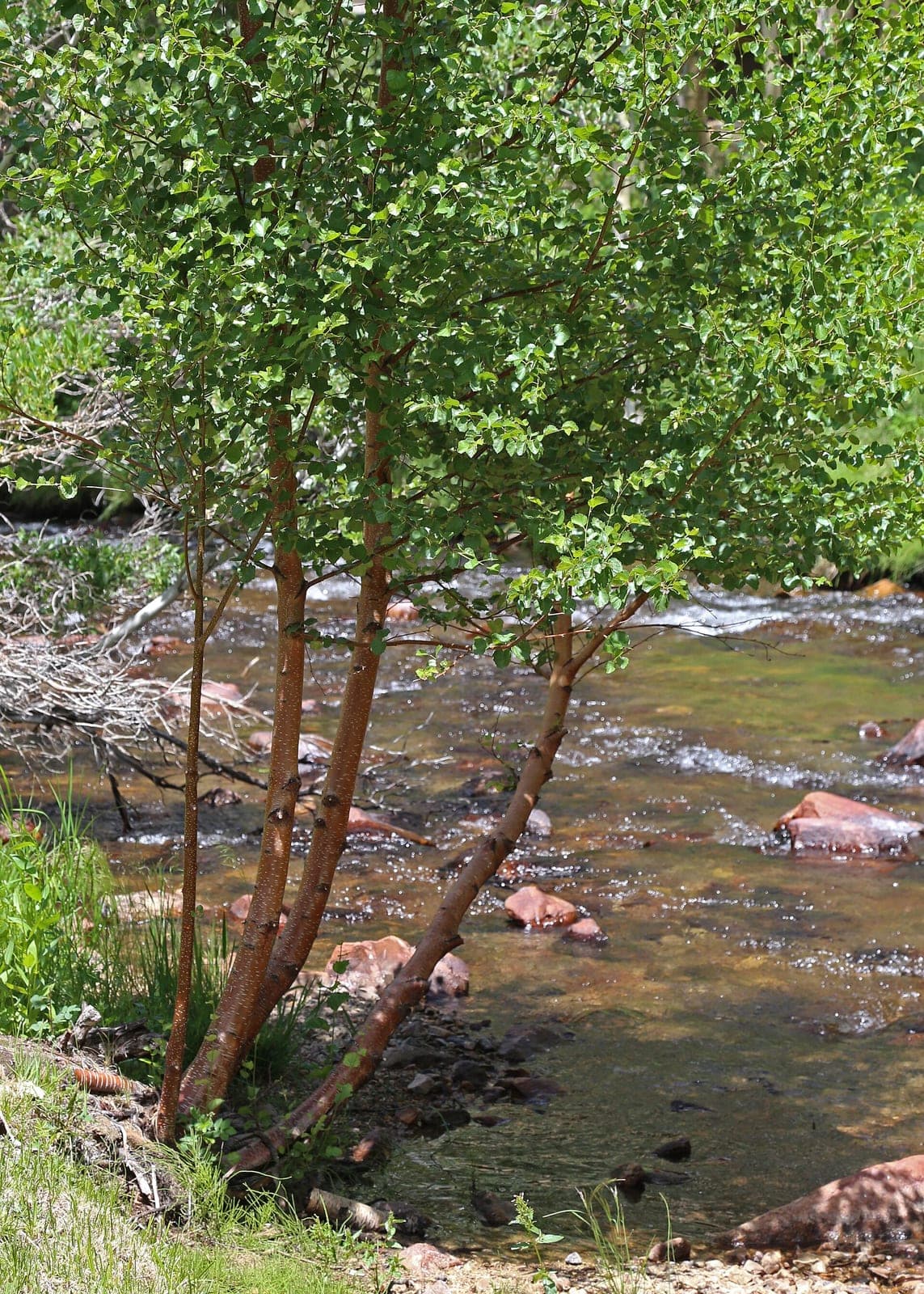 Water Birch (Betula occidentalis)