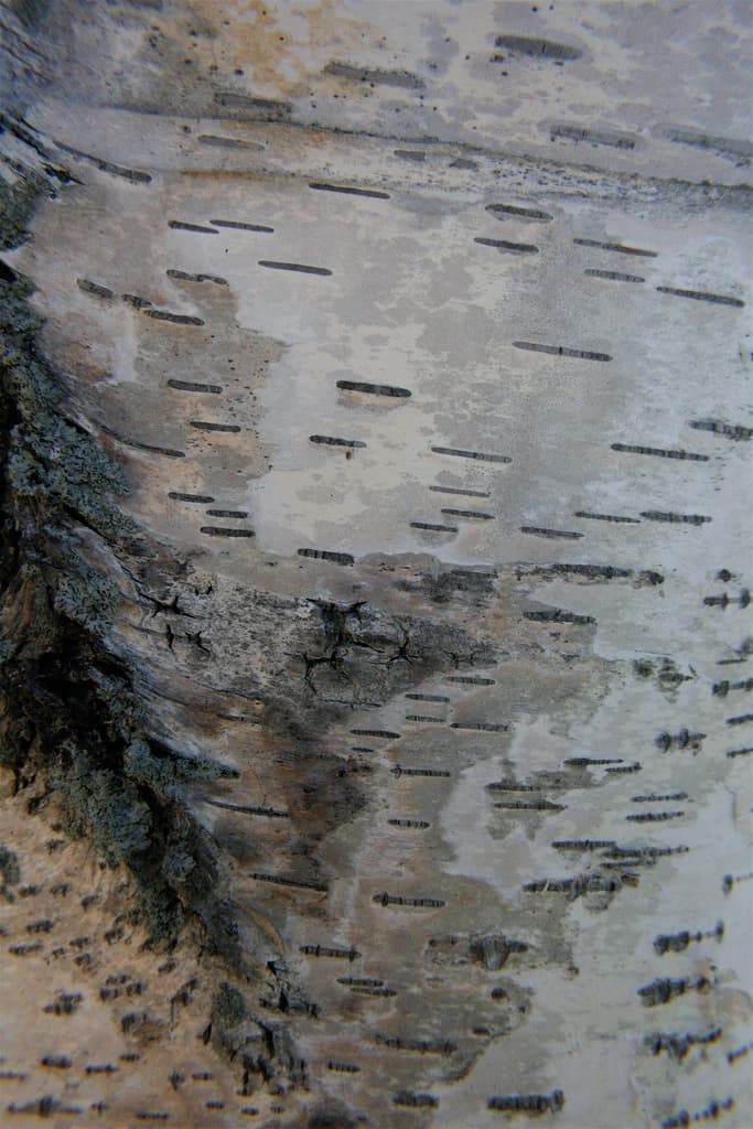 Silver Birch