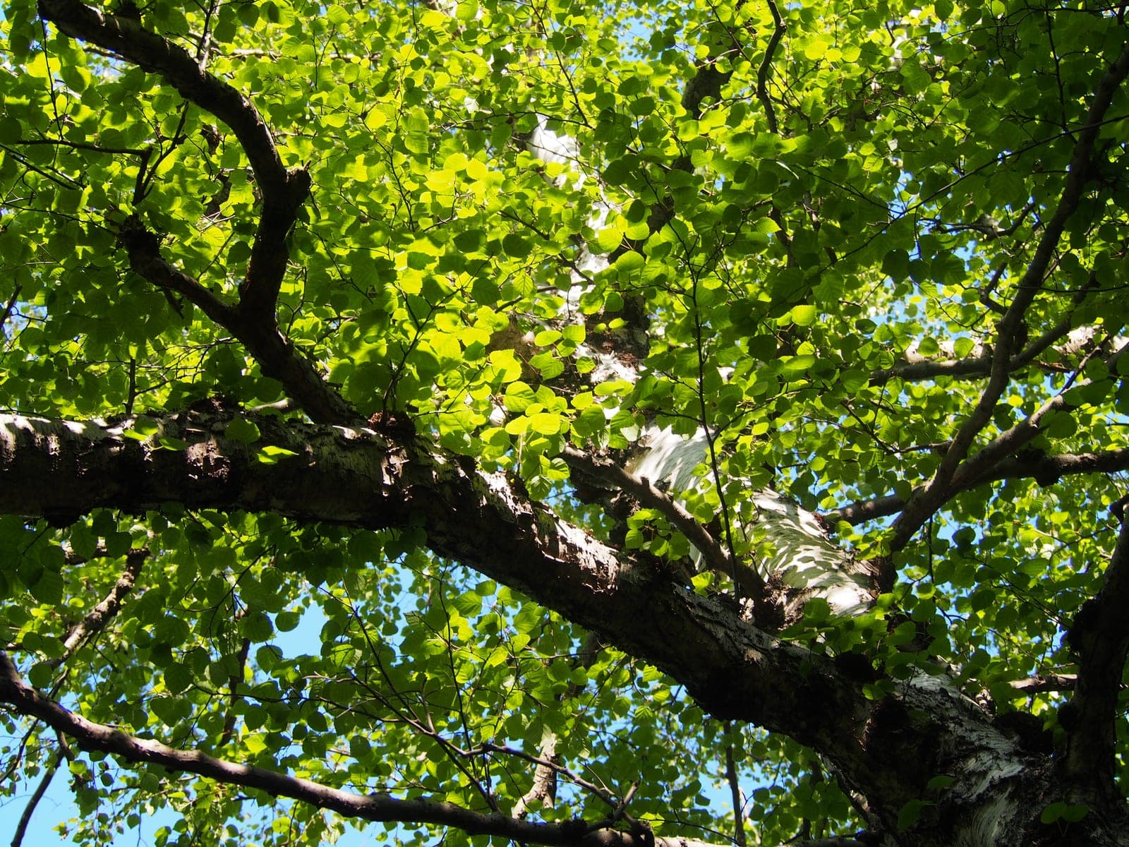 Gray Birch