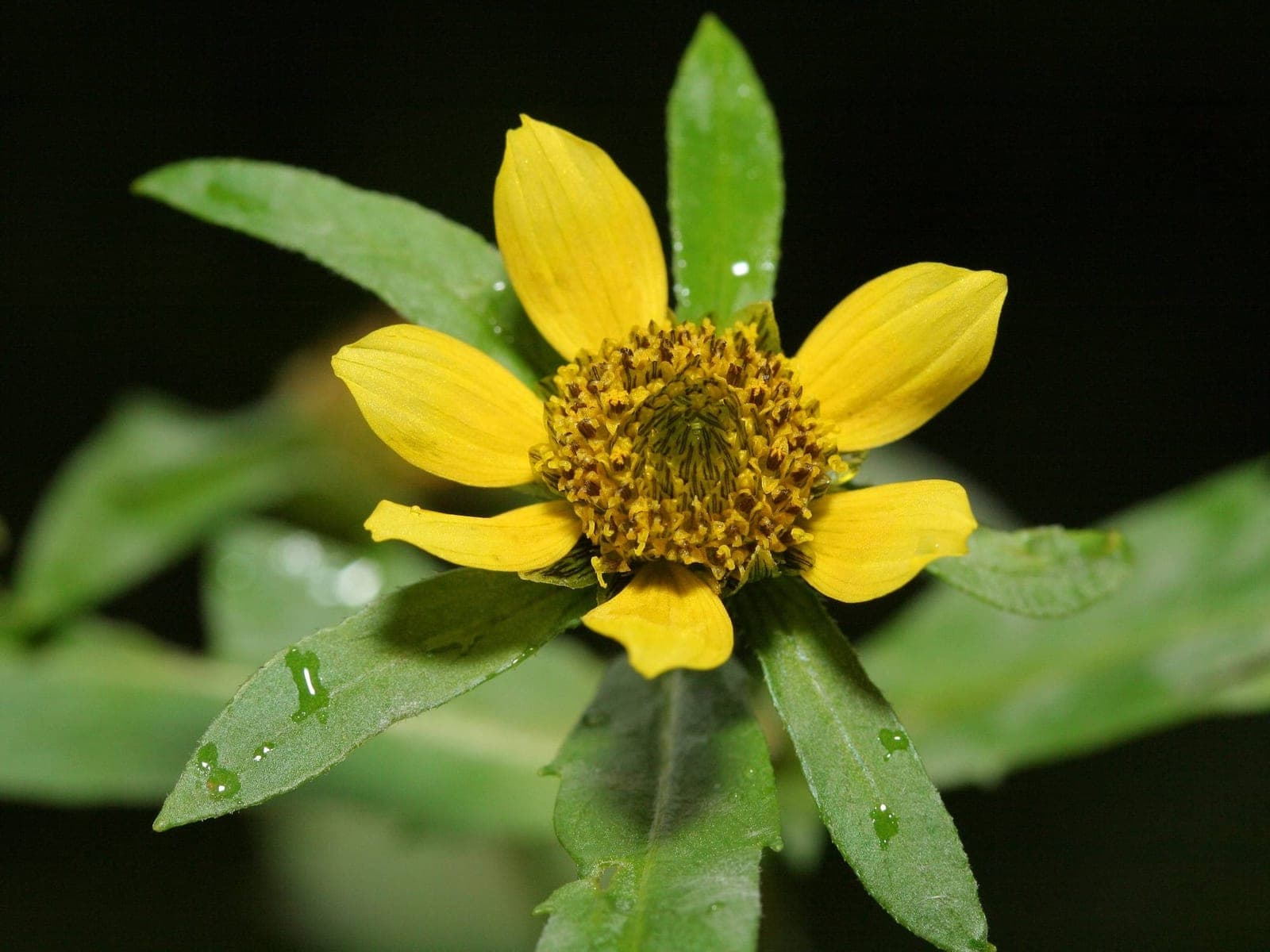 Nodding Bur Marigold (Bidens cernua)