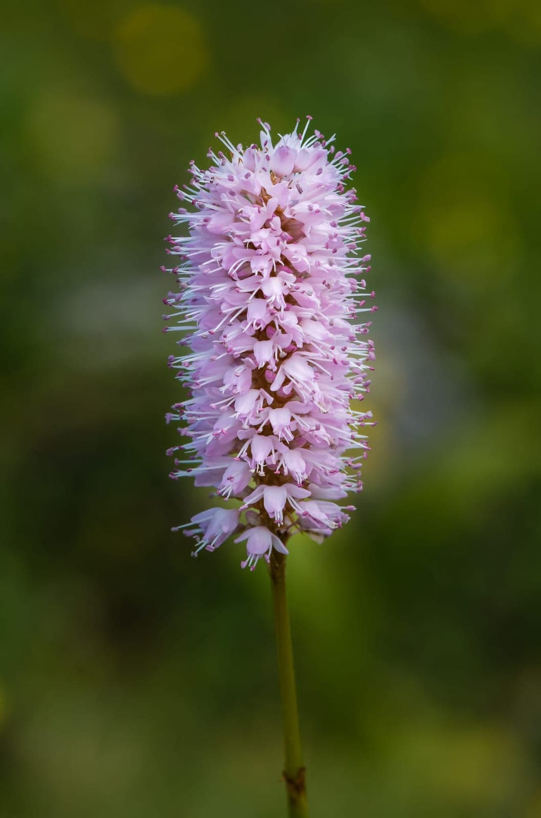Common Bistort