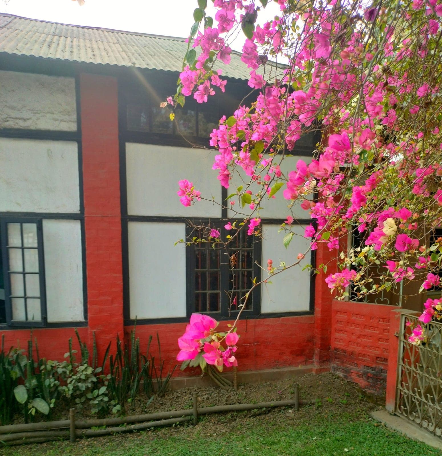 Bougainvillea