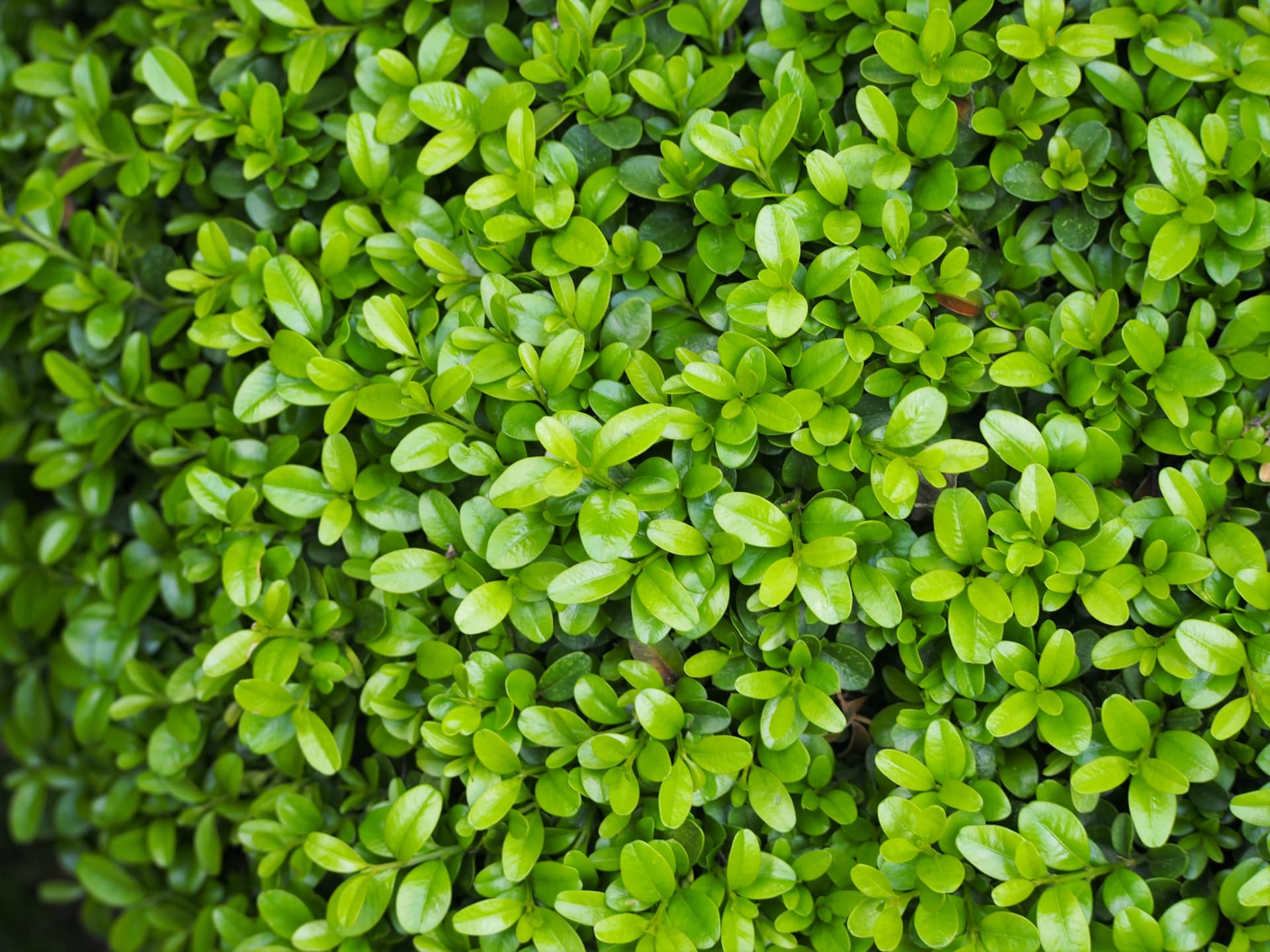 Buxus microphylla var. japonica 'Morris Midget'