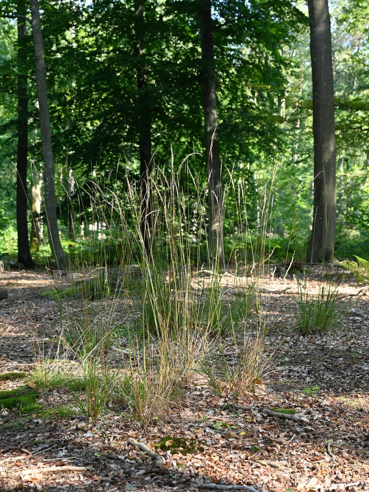 Korean feather reed grass